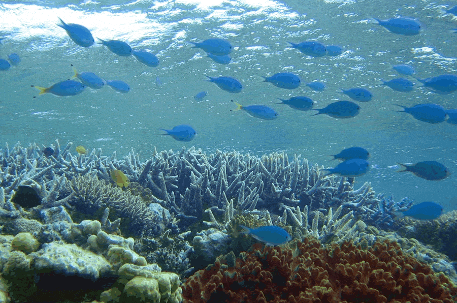 Whitsundays Outer Reef Tours