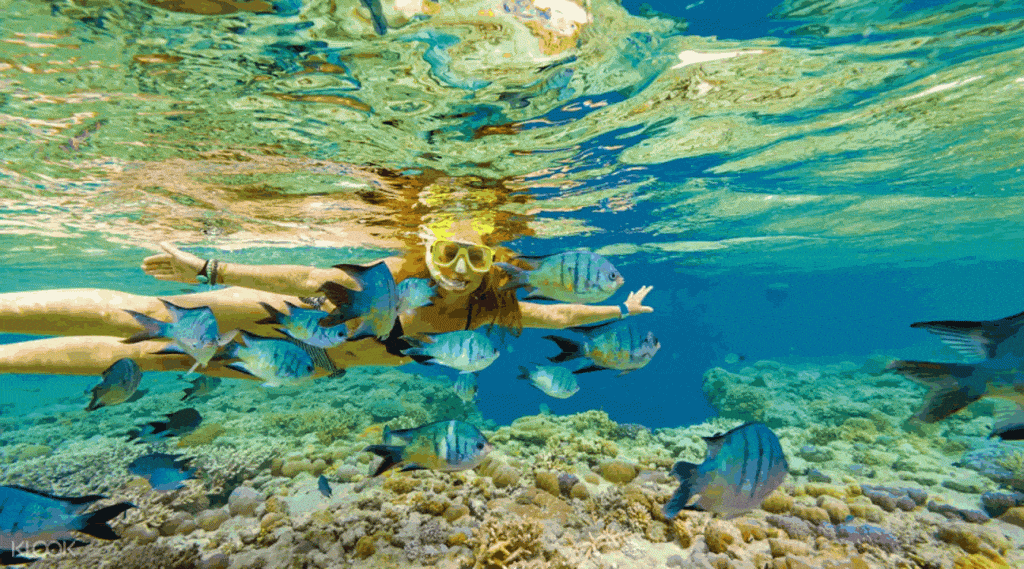Get Great Barrier Reef Snorkeling Airlie Beach Trips