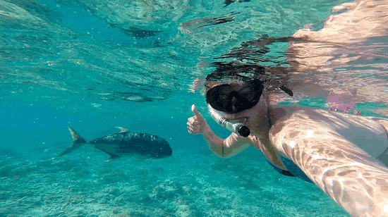 Snorkeling From Airlie Beach