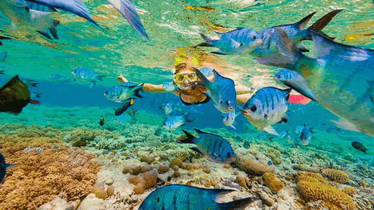 best Snorkeling From Airlie Beach trips
