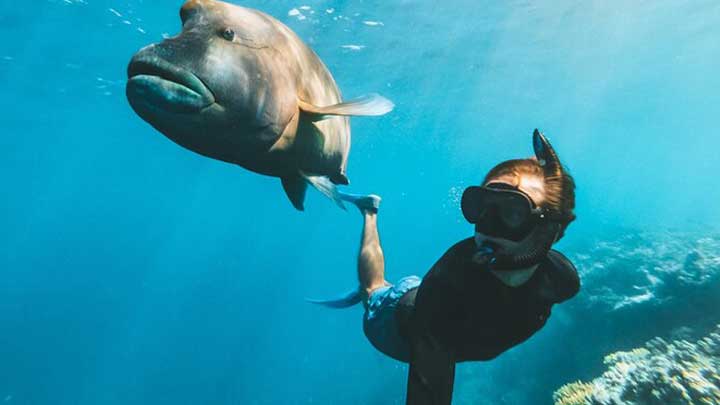 Snorkelling on the Great Barrier Reef