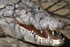 crocodile on Proserpine River