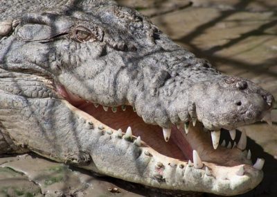 crocodile on Proserpine River