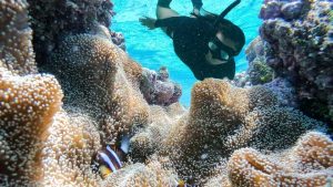 Girl snorkelling in the Whitsundays with Clown Fish