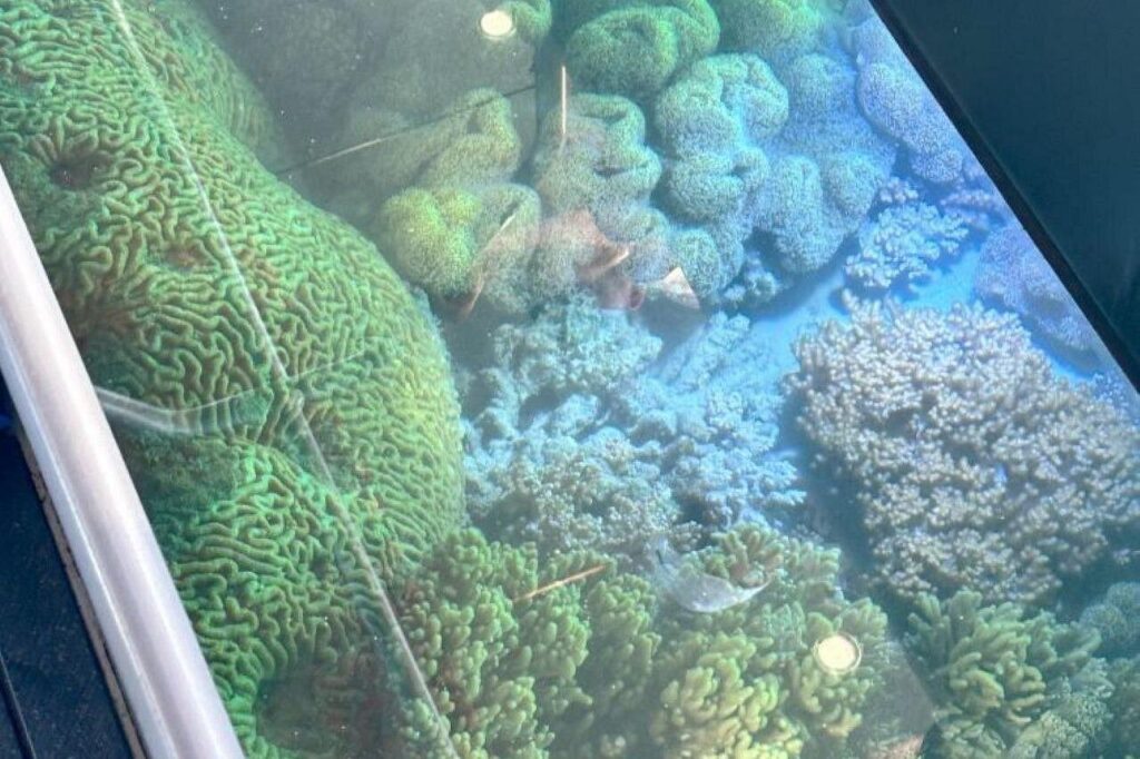 Airlie Beach Glass Bottom Boat (2)