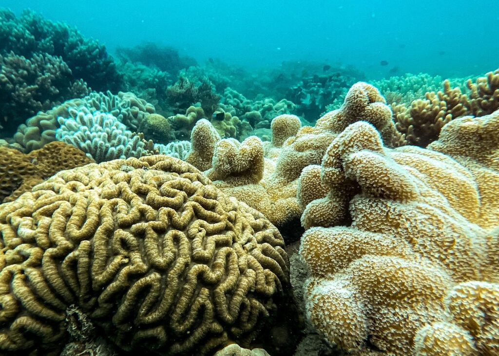 Airlie Beach Glass Bottom Boat (6)